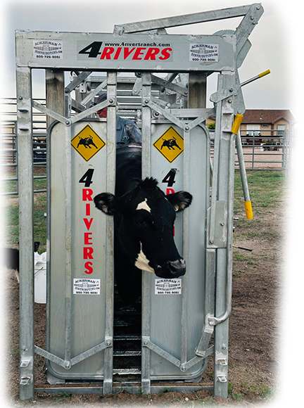 4 Rivers Diamond Vet Squeeze Chute, Parallel Squeeze, Single Side Exit, Galvanized - Cow in Headgate